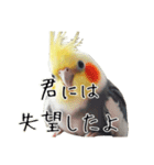 煽りまくるオカメインコ 4（個別スタンプ：17）