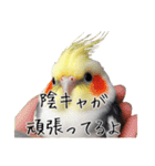 煽りまくるオカメインコ 4（個別スタンプ：23）