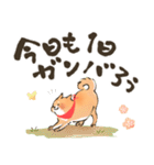 にっこり柴犬と筆文字スタンプ♡毎日使える（個別スタンプ：2）