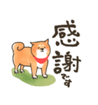 にっこり柴犬と筆文字スタンプ♡毎日使える（個別スタンプ：24）