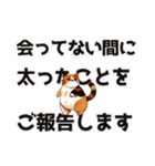 タヌキかもしれないネコ【敬語】（個別スタンプ：40）