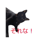 黒猫ごべじのスタンプ（個別スタンプ：2）