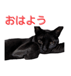 黒猫ごべじのスタンプ（個別スタンプ：8）