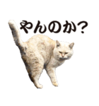 元野良ボス猫ニャーゴとつよボム（個別スタンプ：1）