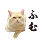 元野良ボス猫ニャーゴとつよボム（個別スタンプ：2）