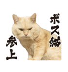 元野良ボス猫ニャーゴとつよボム（個別スタンプ：3）