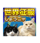 元野良ボス猫ニャーゴとつよボム（個別スタンプ：4）