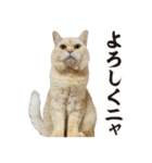 元野良ボス猫ニャーゴとつよボム（個別スタンプ：5）