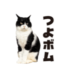 元野良ボス猫ニャーゴとつよボム（個別スタンプ：6）