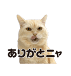 元野良ボス猫ニャーゴとつよボム（個別スタンプ：7）