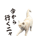 元野良ボス猫ニャーゴとつよボム（個別スタンプ：8）