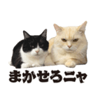 元野良ボス猫ニャーゴとつよボム（個別スタンプ：9）