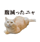 元野良ボス猫ニャーゴとつよボム（個別スタンプ：11）
