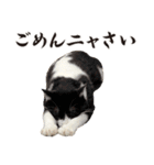 元野良ボス猫ニャーゴとつよボム（個別スタンプ：12）