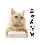 元野良ボス猫ニャーゴとつよボム（個別スタンプ：14）