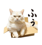 元野良ボス猫ニャーゴとつよボム（個別スタンプ：15）