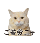 元野良ボス猫ニャーゴとつよボム（個別スタンプ：16）