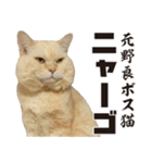 元野良ボス猫ニャーゴとつよボム（個別スタンプ：18）
