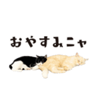 元野良ボス猫ニャーゴとつよボム（個別スタンプ：19）
