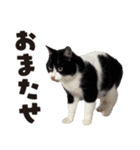 元野良ボス猫ニャーゴとつよボム（個別スタンプ：20）