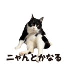 元野良ボス猫ニャーゴとつよボム（個別スタンプ：21）