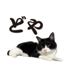 元野良ボス猫ニャーゴとつよボム（個別スタンプ：22）