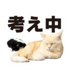 元野良ボス猫ニャーゴとつよボム（個別スタンプ：23）