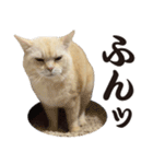 元野良ボス猫ニャーゴとつよボム（個別スタンプ：24）