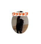 ねこのりゅうしんv2（個別スタンプ：4）