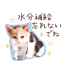 夏の猫ちゃんスタンプ♪（個別スタンプ：10）