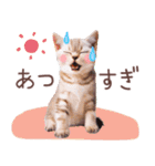 夏の猫ちゃんスタンプ♪（個別スタンプ：13）