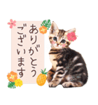 夏の猫ちゃんスタンプ♪（個別スタンプ：17）