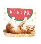 夏の猫ちゃんスタンプ♪（個別スタンプ：19）