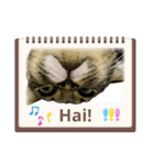 日常で使える面白い猫スタンプです（個別スタンプ：1）