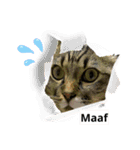 日常で使える面白い猫スタンプです（個別スタンプ：3）