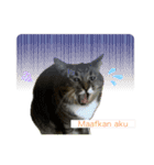 日常で使える面白い猫スタンプです（個別スタンプ：12）