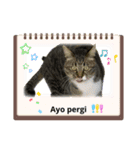 日常で使える面白い猫スタンプです（個別スタンプ：14）