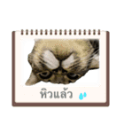 日常会話ネコちゃんスタンプ（個別スタンプ：15）