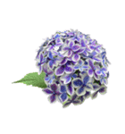 紫陽花（文字無し）hydrangea 3（個別スタンプ：2）