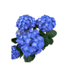 紫陽花（文字無し）hydrangea 3（個別スタンプ：3）