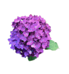 紫陽花（文字無し）hydrangea 3（個別スタンプ：4）