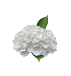 紫陽花（文字無し）hydrangea 3（個別スタンプ：5）