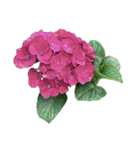 紫陽花（文字無し）hydrangea 3（個別スタンプ：6）