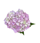 紫陽花（文字無し）hydrangea 3（個別スタンプ：7）