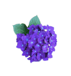 紫陽花（文字無し）hydrangea 3（個別スタンプ：8）