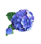 紫陽花（文字無し）hydrangea 3（個別スタンプ：9）