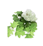 紫陽花（文字無し）hydrangea 3（個別スタンプ：10）