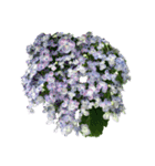 紫陽花（文字無し）hydrangea 3（個別スタンプ：11）