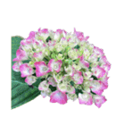 紫陽花（文字無し）hydrangea 3（個別スタンプ：12）