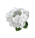 紫陽花（文字無し）hydrangea 3（個別スタンプ：13）